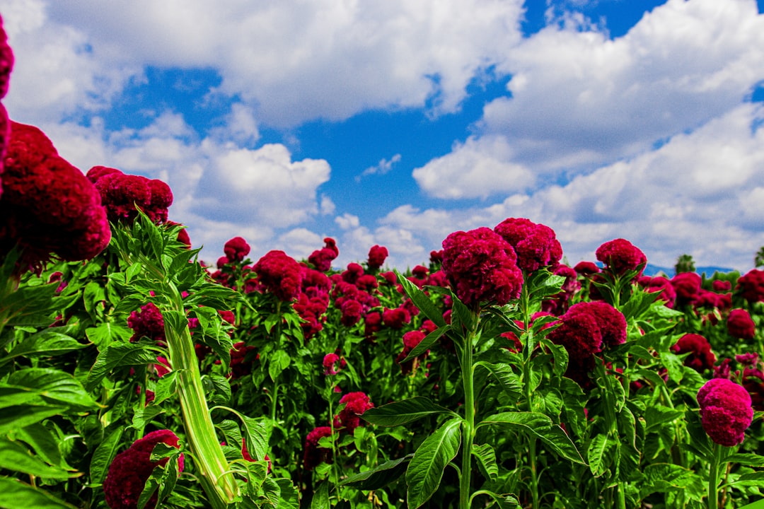 Recuperar disco duro Zaragoza con laboratorio datos profesional